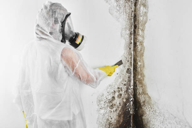 Best Black Mold Remediation in Ennis, TX