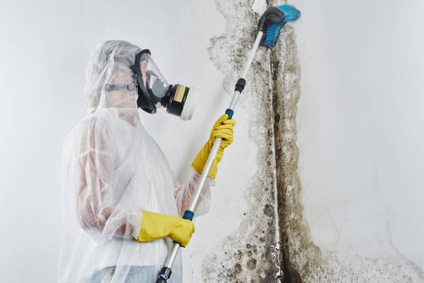 Best Mold Remediation for Specific Building Types in Ennis, TX