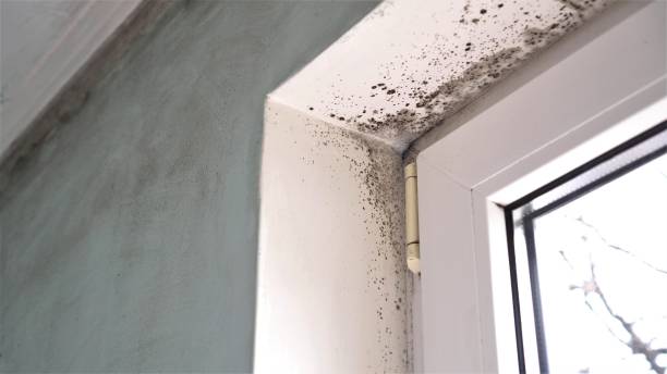 Best Attic Mold Remediation in Ennis, TX