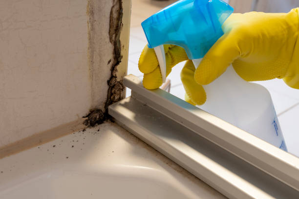 Best HVAC Mold Remediation in Ennis, TX