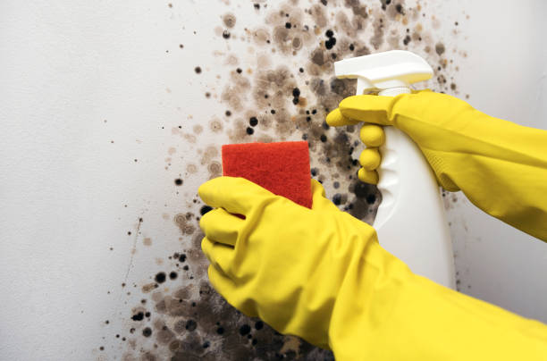 Best Commercial Mold Remediation in Ennis, TX