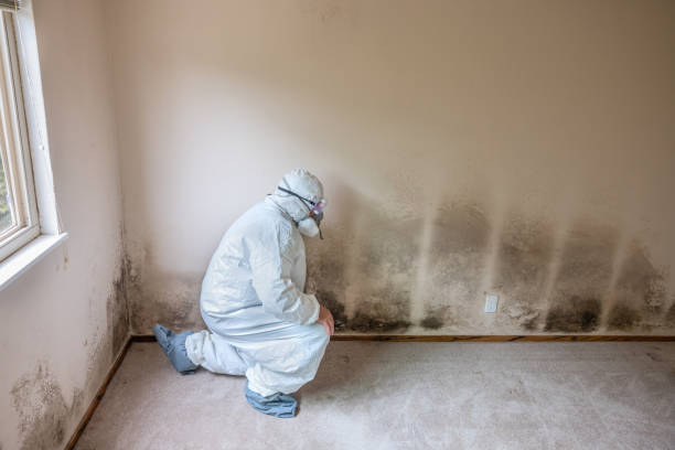 Best Mold Remediation for Schools in Ennis, TX