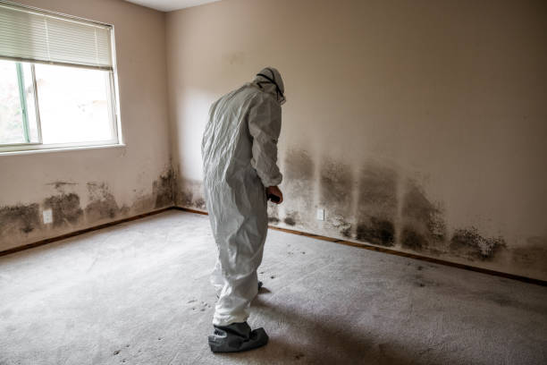 Best Kitchen Mold Remediation in Ennis, TX