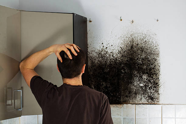 Best Mold Testing and Inspection Services in Ennis, TX