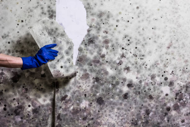Best Post-Flood Mold Remediation in Ennis, TX