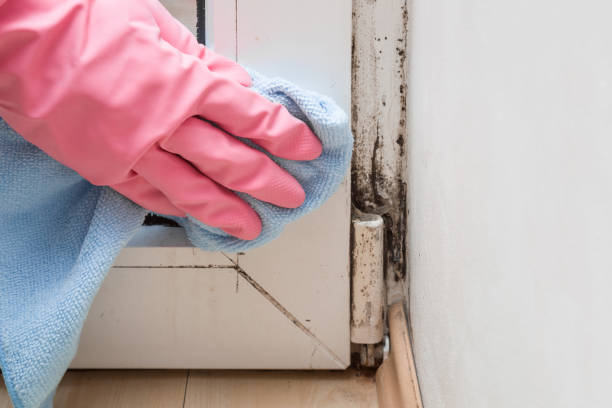 Best DIY Mold Remediation Support Services in Ennis, TX