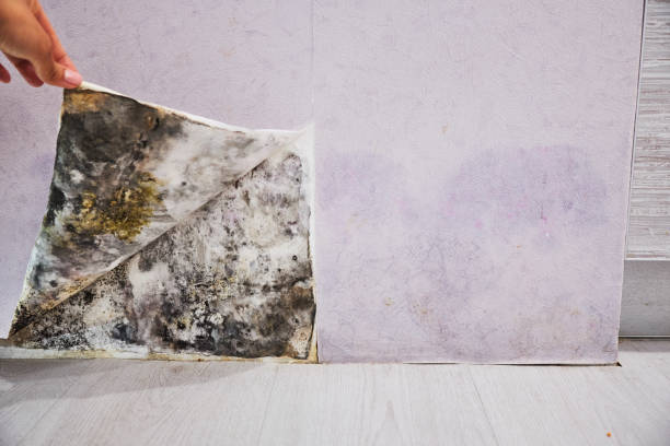 Reliable Ennis, TX Mold Remediation Solutions